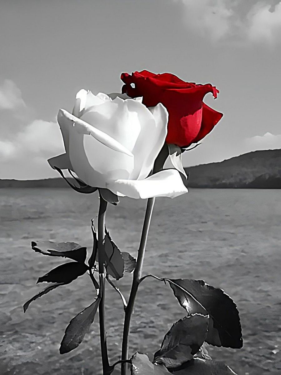 get-the-latest-roses-5d-diy-kit-broderie-diamant-diamond-painting-vm8911-online-sale_2.jpg