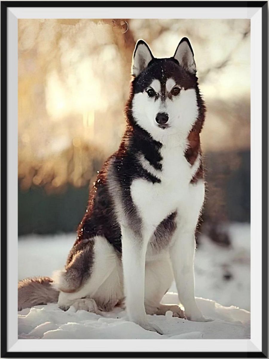 the-newest-online-retailer-of-chien-5d-kit-broderie-diamants-diamond-painting-vm8620-on-sale_0.jpg