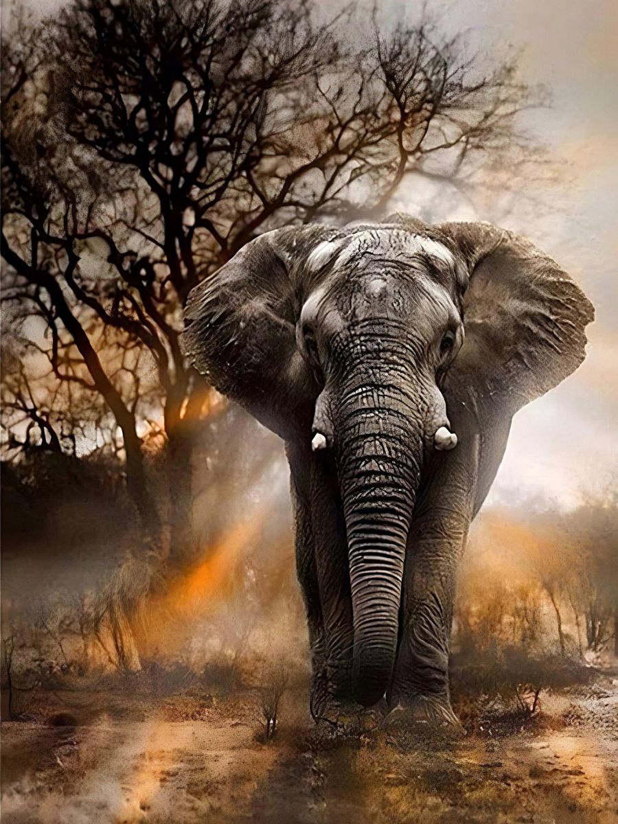 the-ultimate-online-sports-store-for-elephant-5d-kit-broderie-diamants-diamond-painting-vm1002-sale_4.jpg