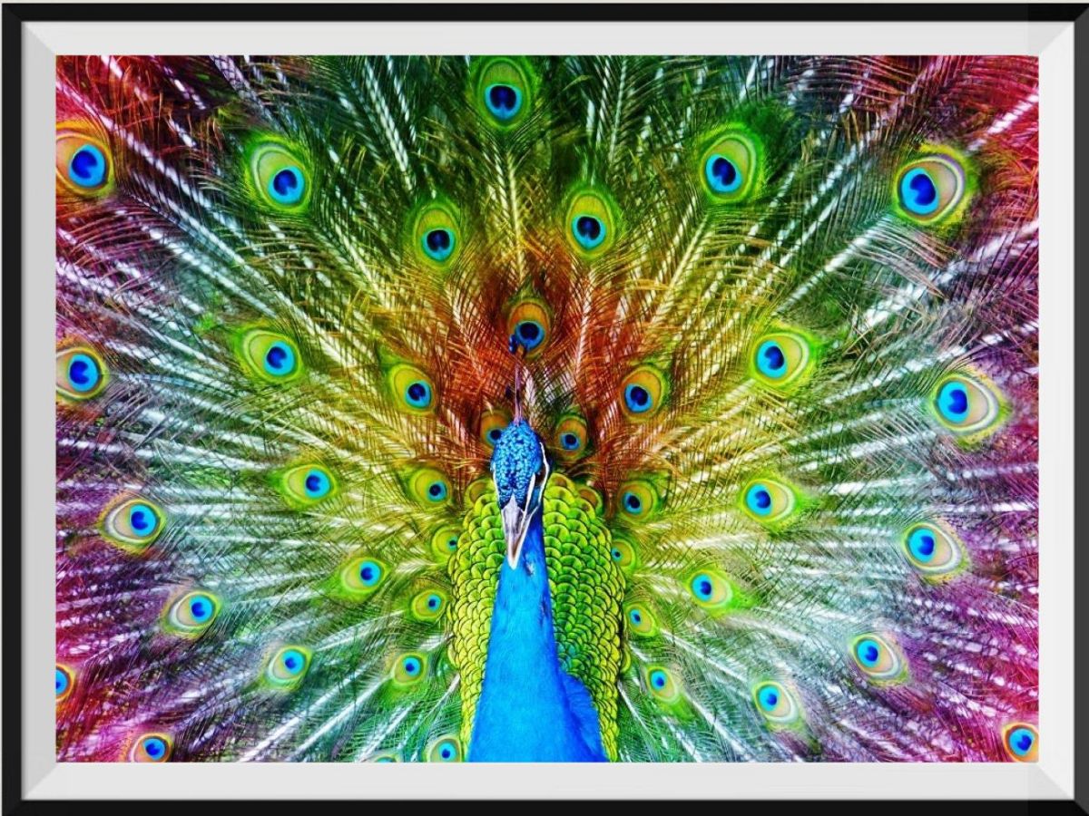 the-place-to-buy-paon-5d-diy-kits-broderie-diamant-diamond-painting-ds41265095-discount_0.jpg