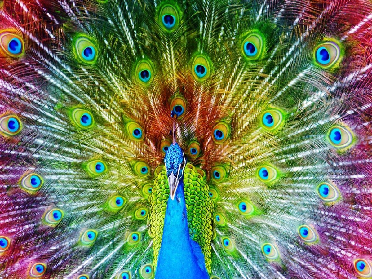 the-place-to-buy-paon-5d-diy-kits-broderie-diamant-diamond-painting-ds41265095-discount_3.jpg