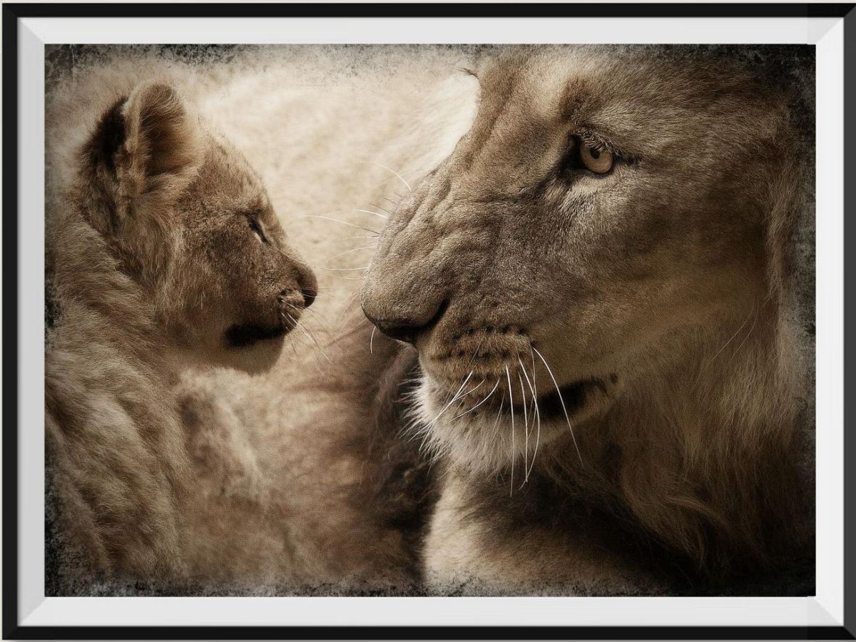we-make-shopping-for-lion-5d-diy-kits-broderie-diamant-diamond-painting-px567036-sale_0.jpg