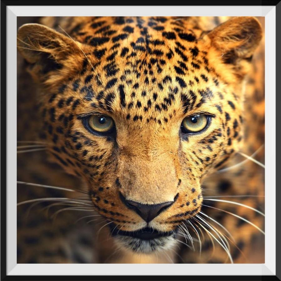 the-original-online-store-of-leopard-5d-diy-kits-broderie-diamant-diamond-painting-ss106640027-online-now_0.jpg