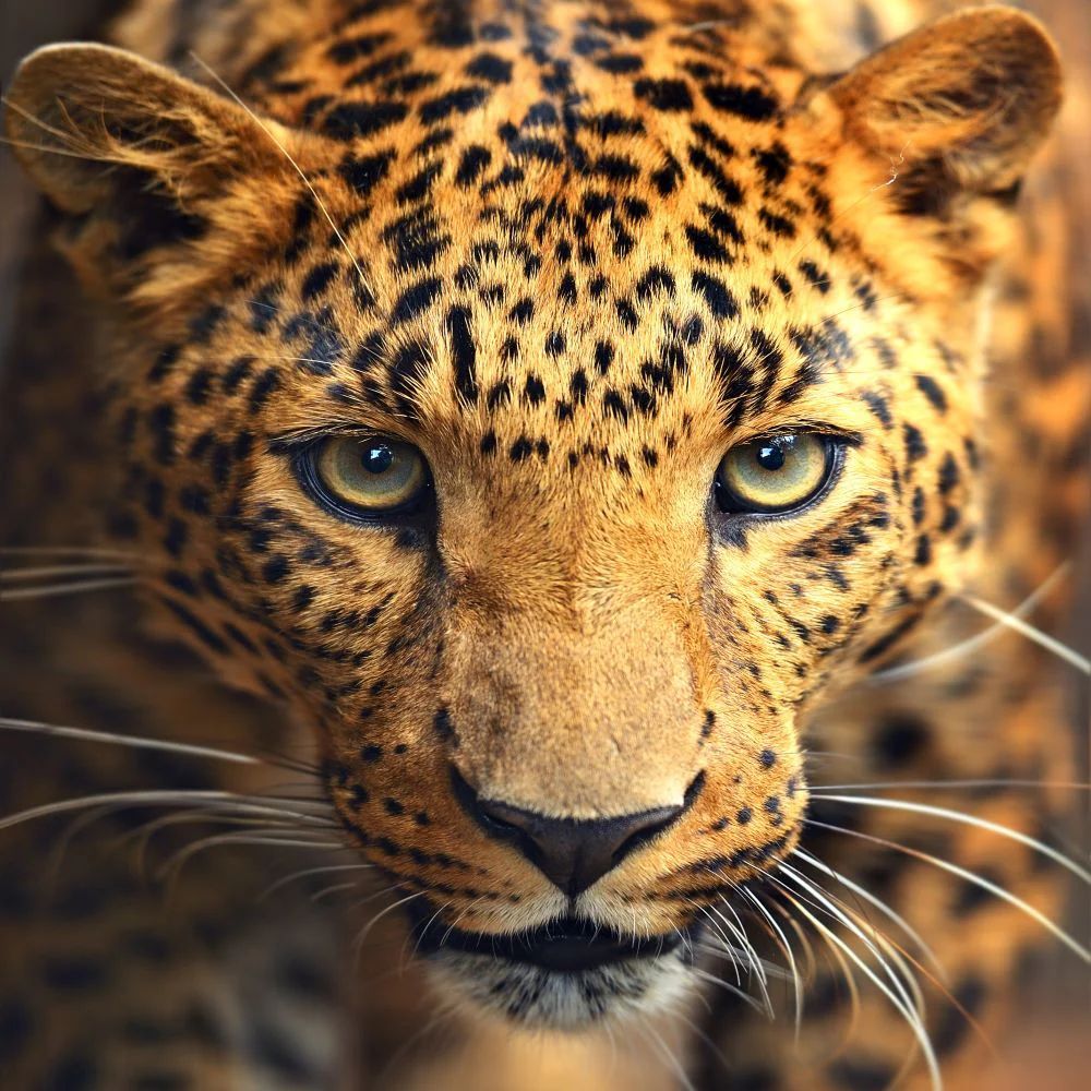 the-original-online-store-of-leopard-5d-diy-kits-broderie-diamant-diamond-painting-ss106640027-online-now_3.jpg