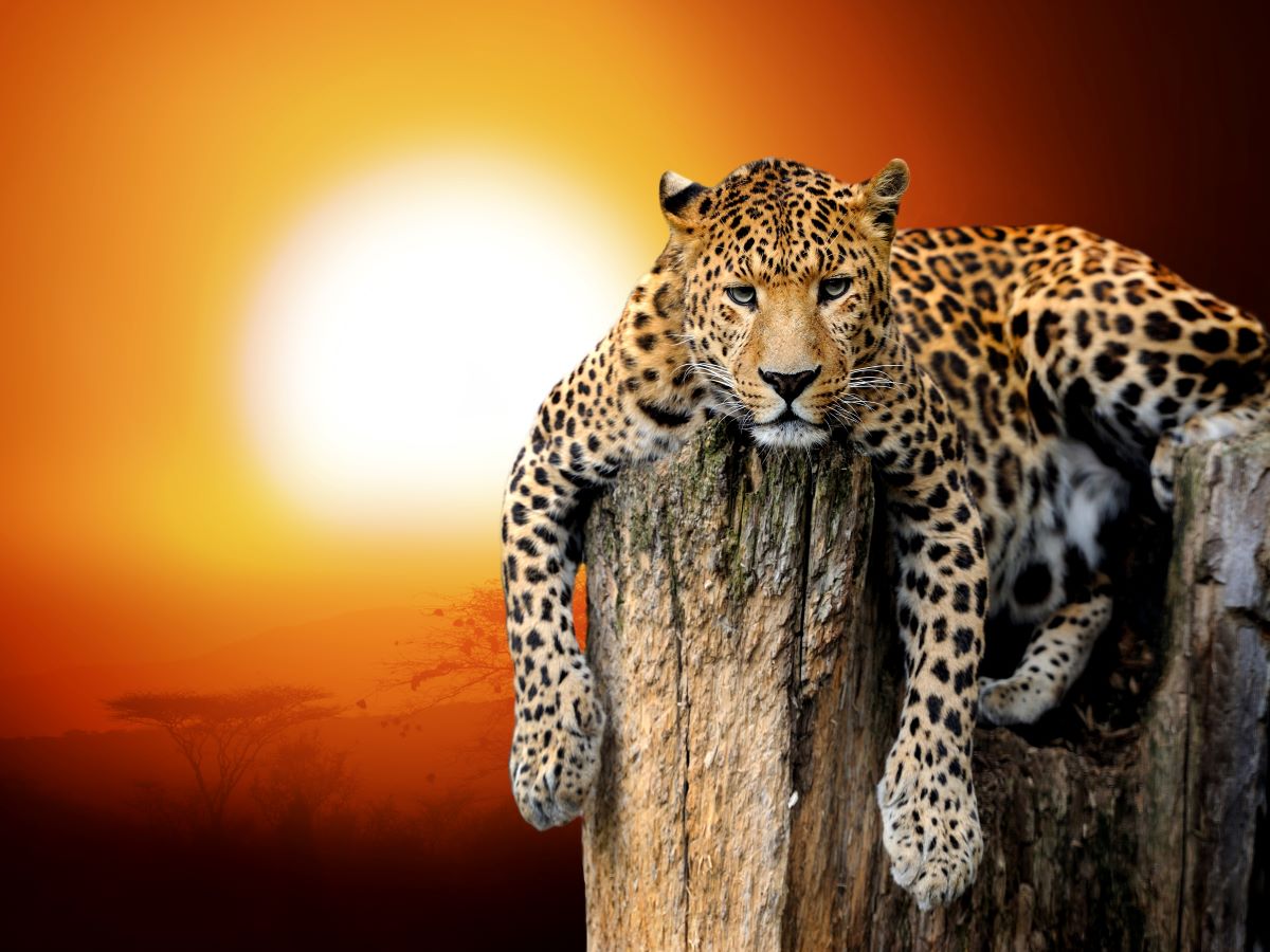get-the-newest-leopard-5d-diy-kits-broderie-diamant-diamond-painting-it510950469-online_0.jpg