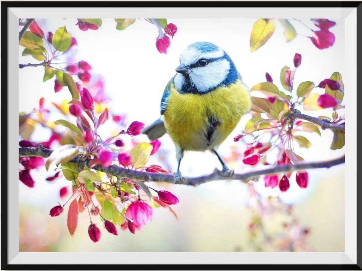 the-worlds-best-authentic-oiseau-5d-diy-kits-broderie-diamant-diamond-painting-px2295434-hot-on-sale_0.jpg