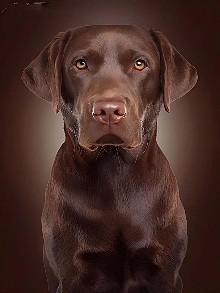 for-the-best-deals-chien-5d-diy-kits-broderie-diamant-diamond-painting-vm9611-fashion_3.jpg