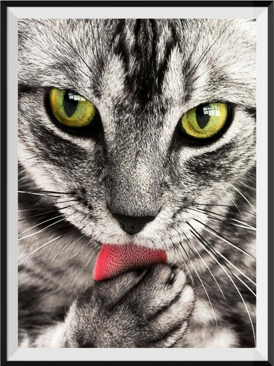 lets-order-chat-5d-diy-kits-broderie-diamant-diamond-painting-px114782-on-sale_0.jpg